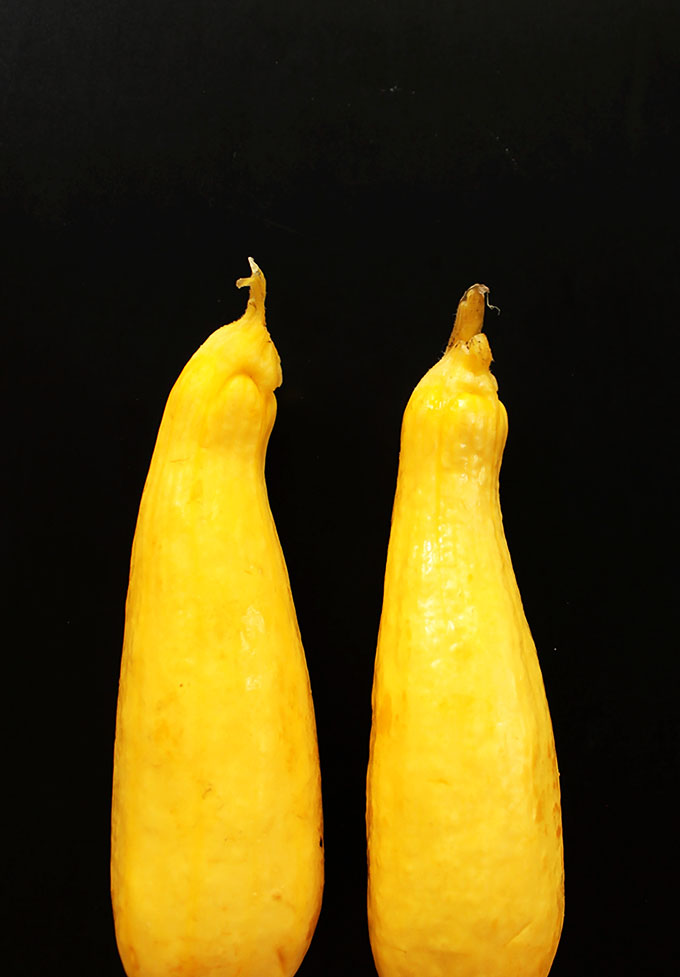 Beautiful yellow zucchini. AKA summer squash.  | robustrecipes.com