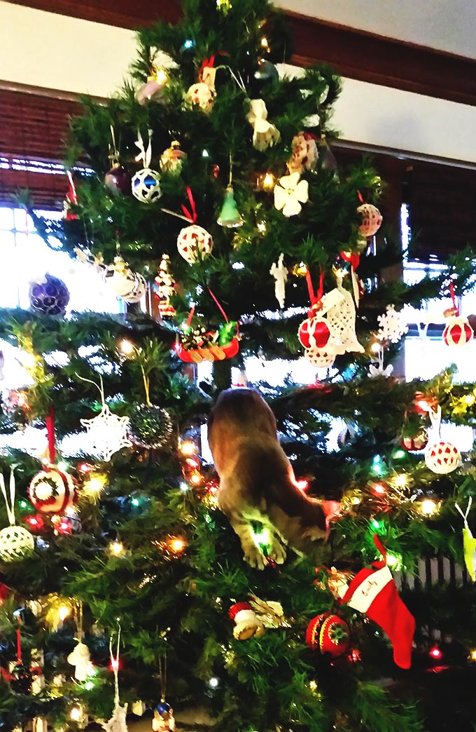 Granite Playing in the Christmas Tree!